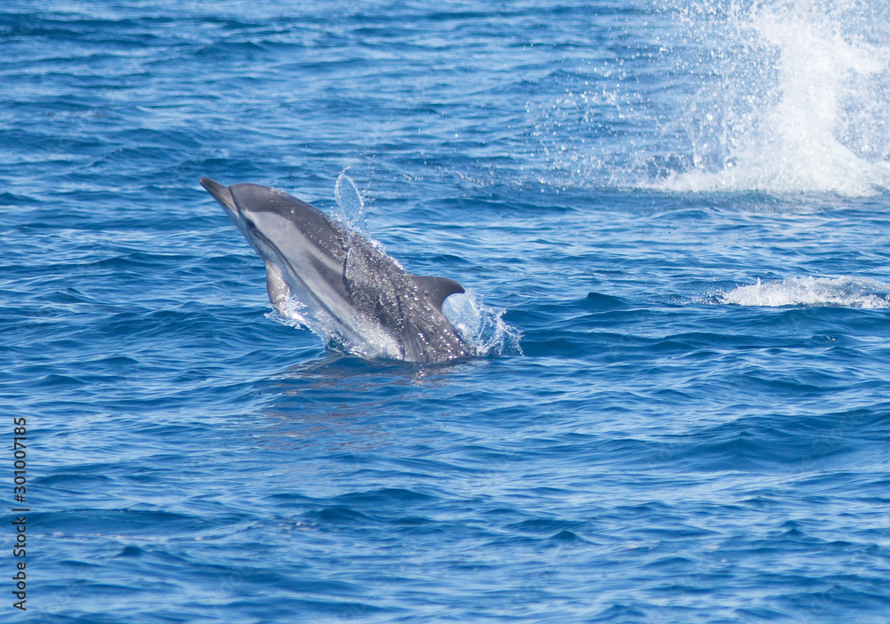 Fototapeta premium Dolphins jumping in the sea