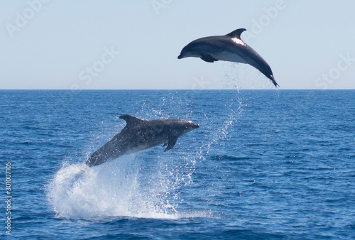 Dolphins jumping in the sea photo