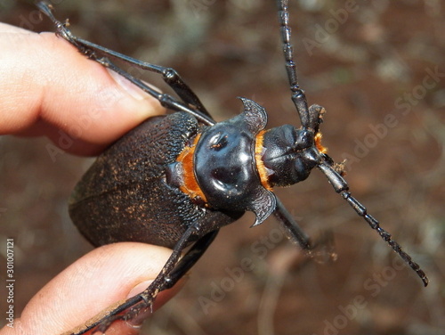 Acanthinodera cummingi  photo