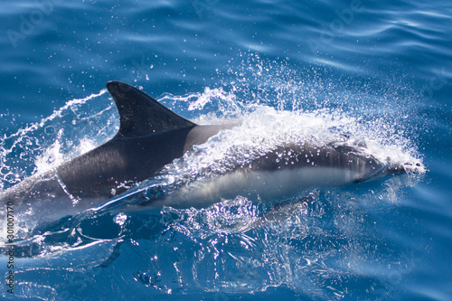 Dolphins swimming in the sea