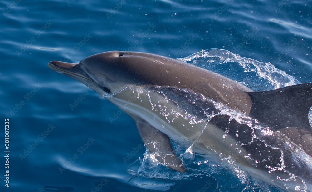 Fototapeta premium Dolphins swimming in the sea