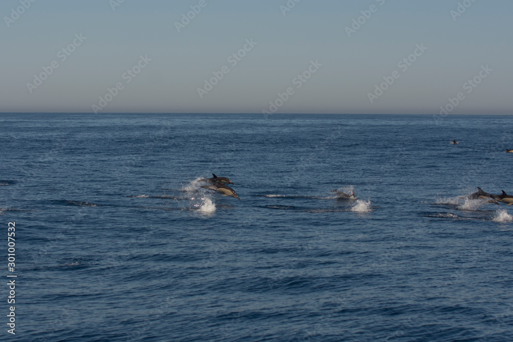 Naklejka premium Dolphins swimming in the sea