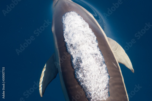 Dolphins breathing photo