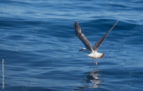 Seagulls fishing in the sea