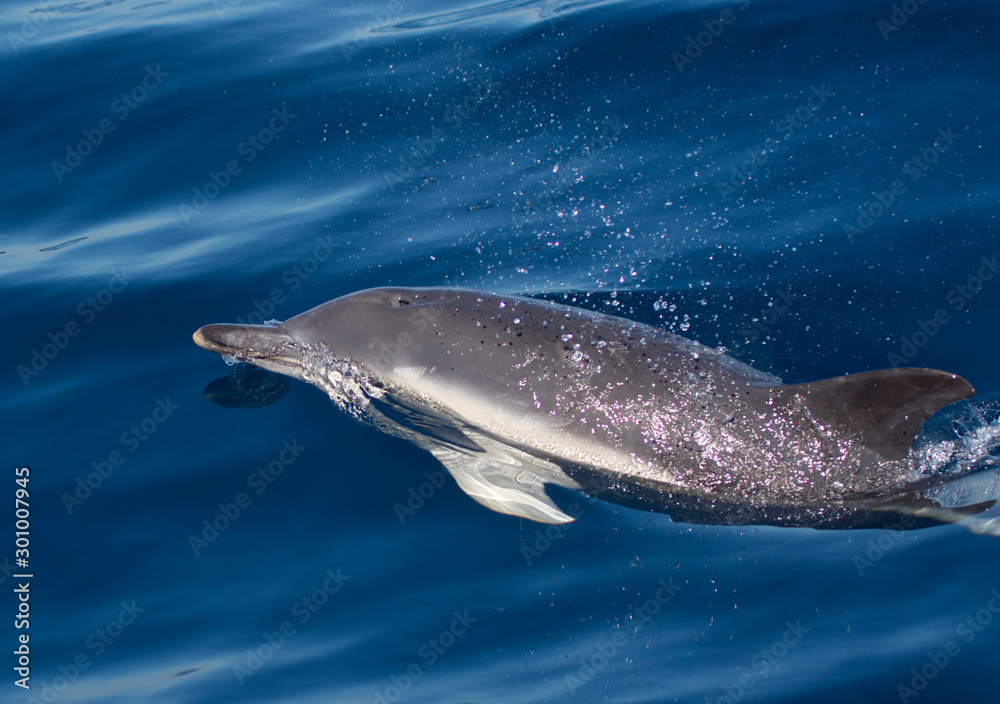 Fototapeta premium dolphins swimming in the sea