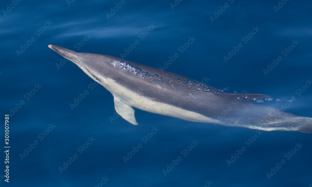 Fototapeta premium dolphins swimming in the sea