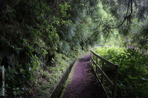 Levada, île de Faial (Les açores)