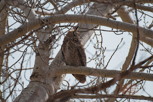 great horned owl