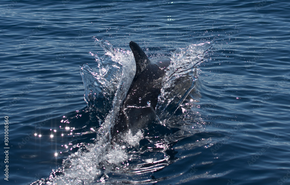 Naklejka premium dolphins swimming in the sea