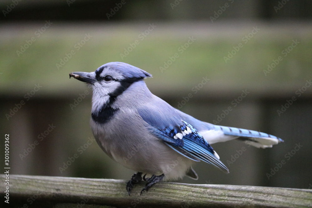 Obraz premium blue jay