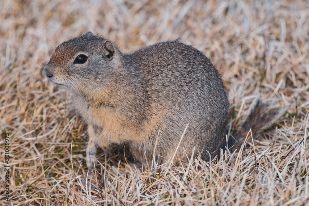 Groundhog Groundhog