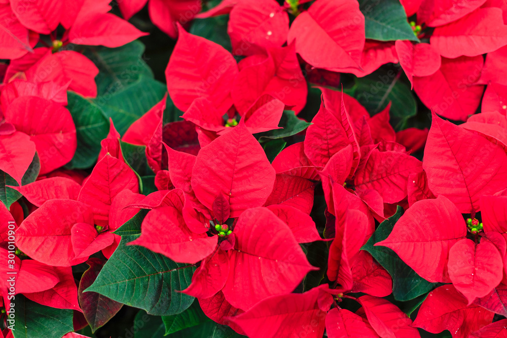 Red poinsettia (Christmas star) is a traditional Christmas flower Red poinsettia (Christmas star) is a traditional Christmas flower