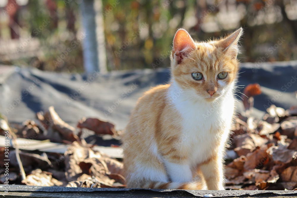 Cat sits in autumn leaf, autumn, animal, blurred background Cat sits in autumn leaf, autumn, animal, blurred background
