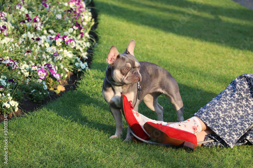 French bulldog stands on the lawn, women's feet, women's shoes, flowers, lawn, walk