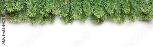 green branches of a fir tree isolated on white background