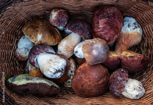 White mushrooms Butyriboletus regius or boletus regius in a basket on a forest glade. photo