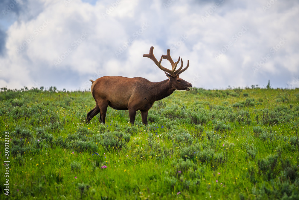 Elk in the Meadows of Yellowstone National Park Elk in the Meadows of Yellowstone National Park