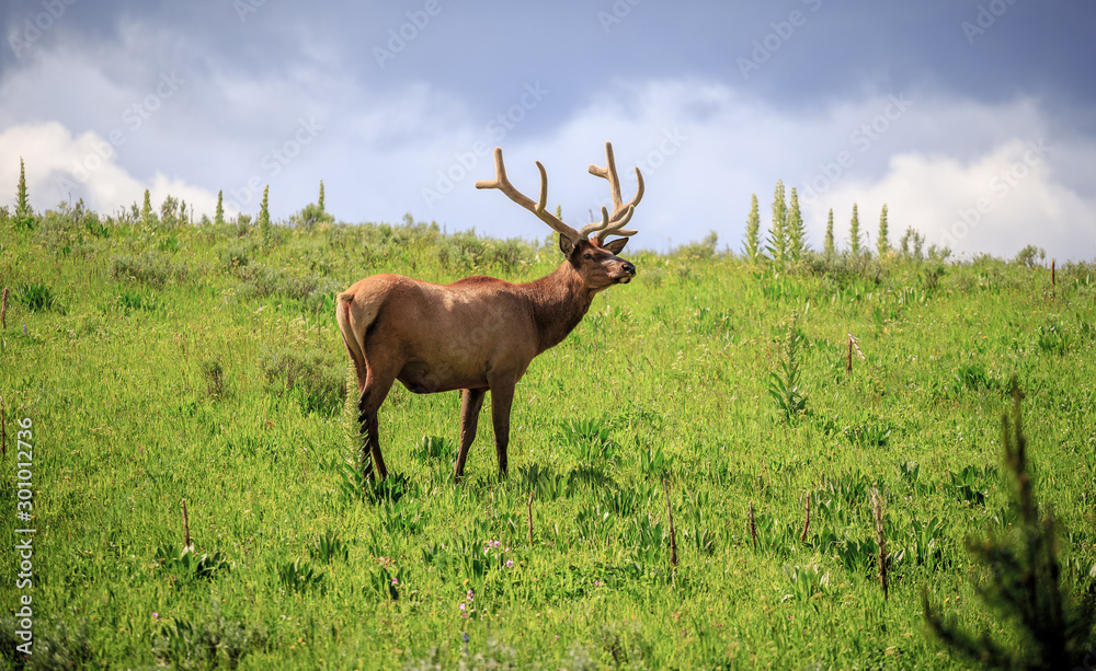 Fototapeta premium Elk in the Meadows of Yellowstone National Park