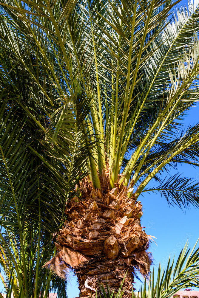 Green date palm tree against the blue sky Green date palm tree against the blue sky