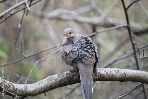 bird on branch