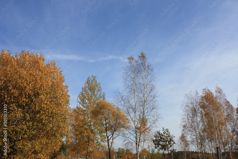 trees in autumn 2 trees in autumn 2