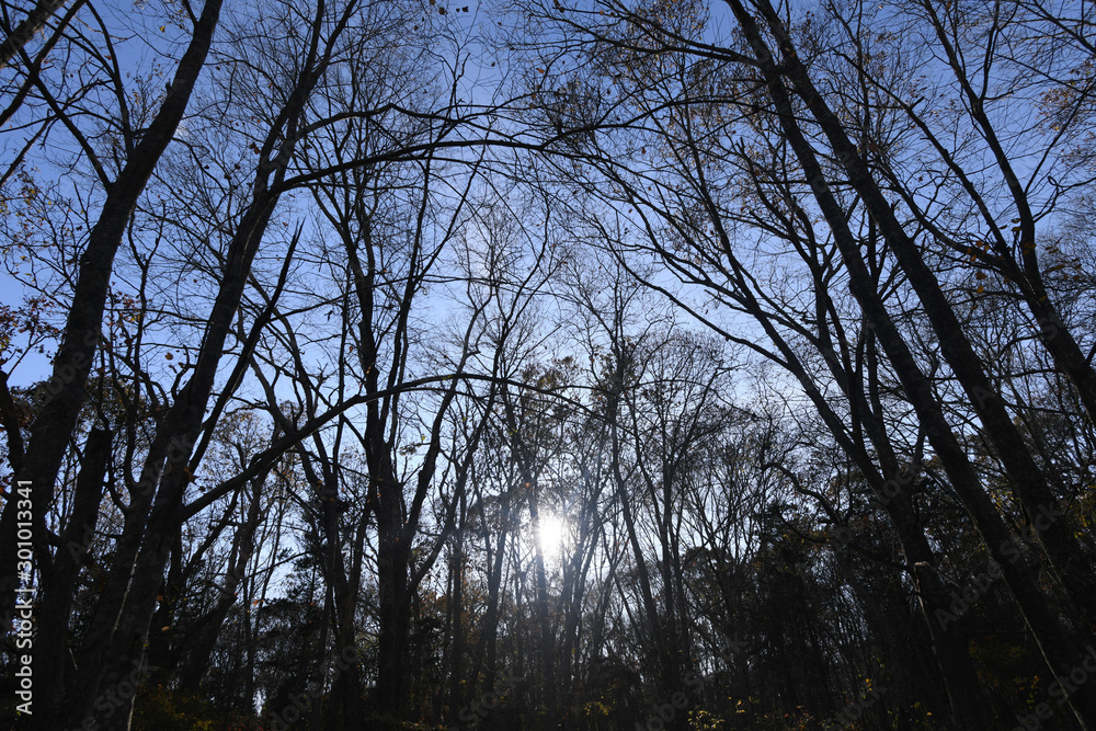 Fototapeta premium Dark forest