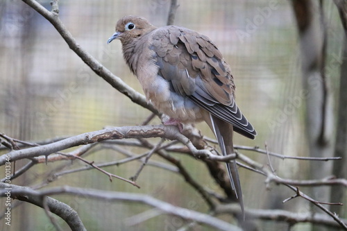 bird on branch