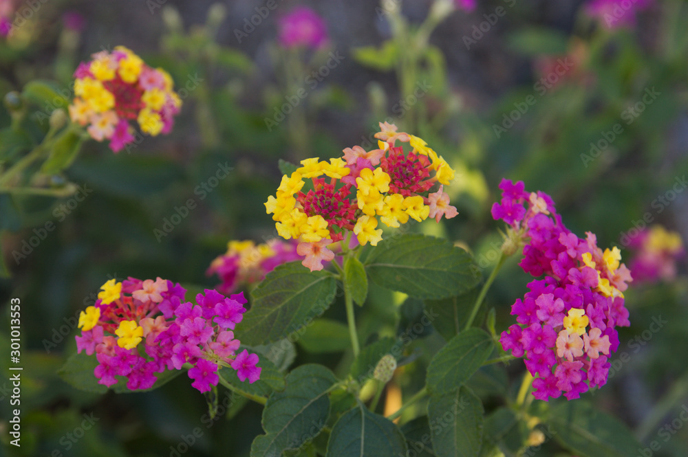 Close-up of a flowering plant known as Camara Lantana Close-up of a flowering plant known as Camara Lantana