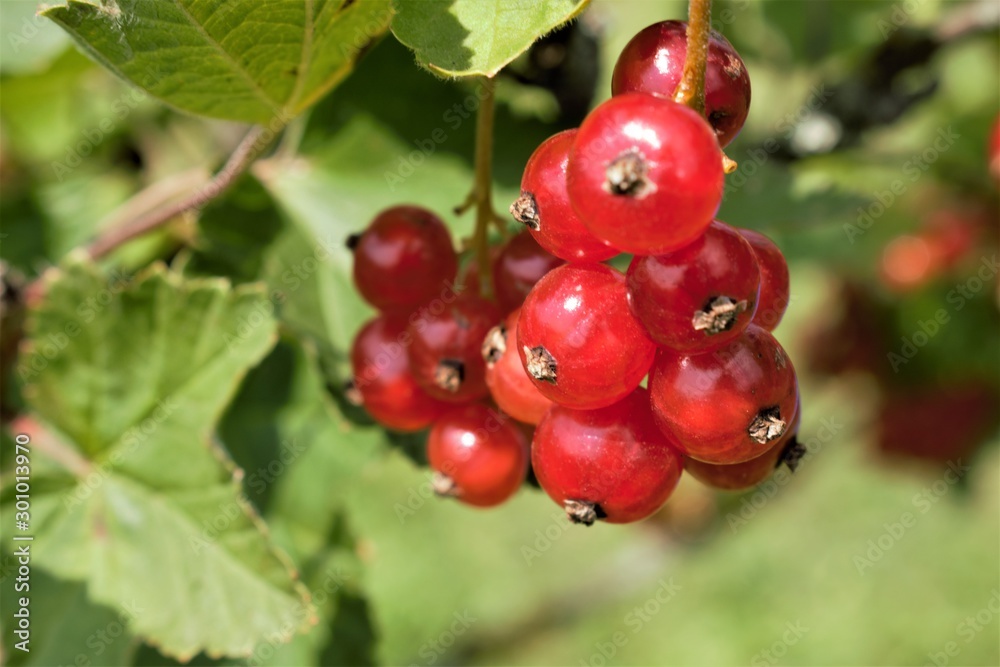 Red currants