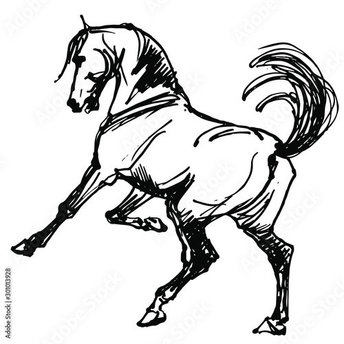 vector-isolated hand drawing, white horse on colored background. the horse stood on its hind legs.