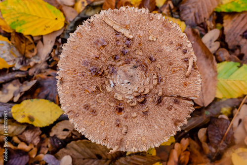 Macrolepiota excoriata. Mushroom umbrella in the autumn forest. Edible mushrooms. Close-up photo