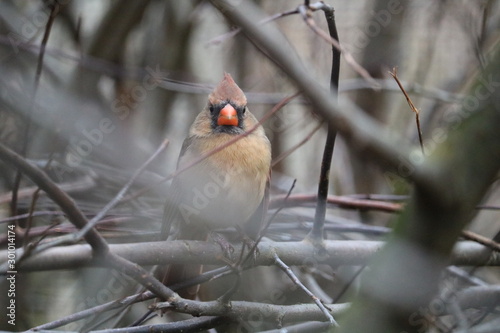 cardinal on branch