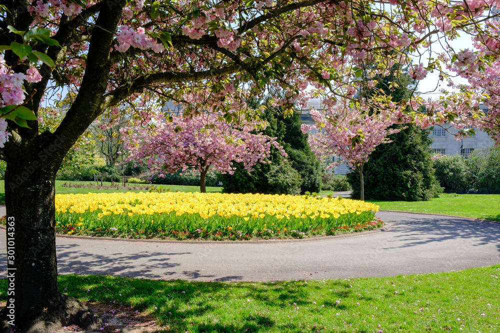 Spring flowers at Alexandra Gardens Cathays Park Cardiff Wales