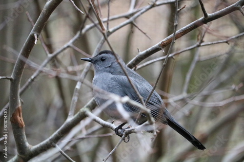 bird on a branch
