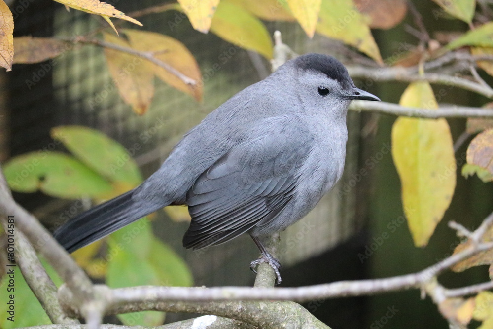 bird on a branch bird on a branch