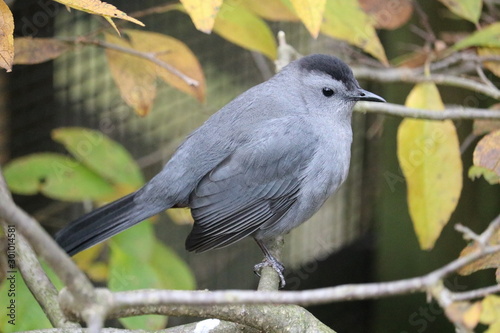 bird on a branch