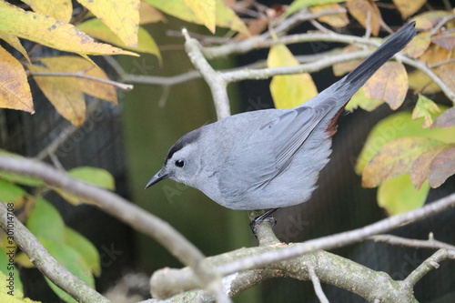 bird on a branch