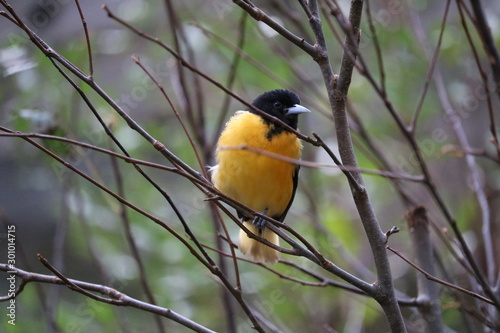 bird on a branch