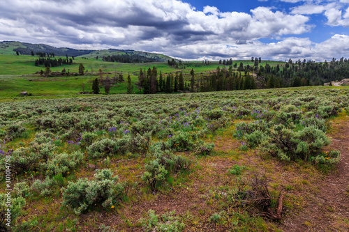 Lamar Valley in Yellowstone National Park