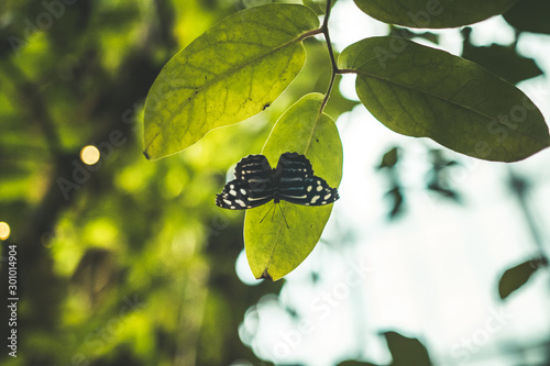 butterfly with lights