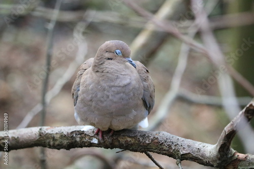 pigeon on branch