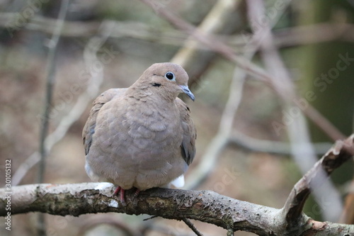 dove on branch
