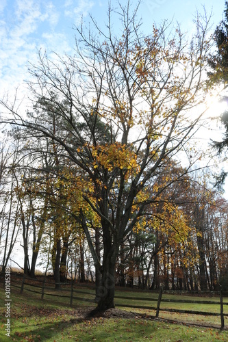 autumn in the park