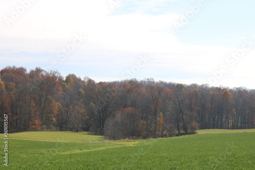 landscape with trees