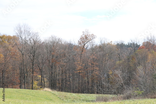 autumn in the woods
