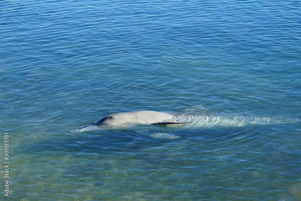 Fototapeta premium A wild dolphin in the water in Shark Bay, Australia