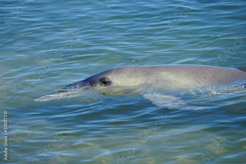 A wild dolphin in the water in Shark Bay, Australia