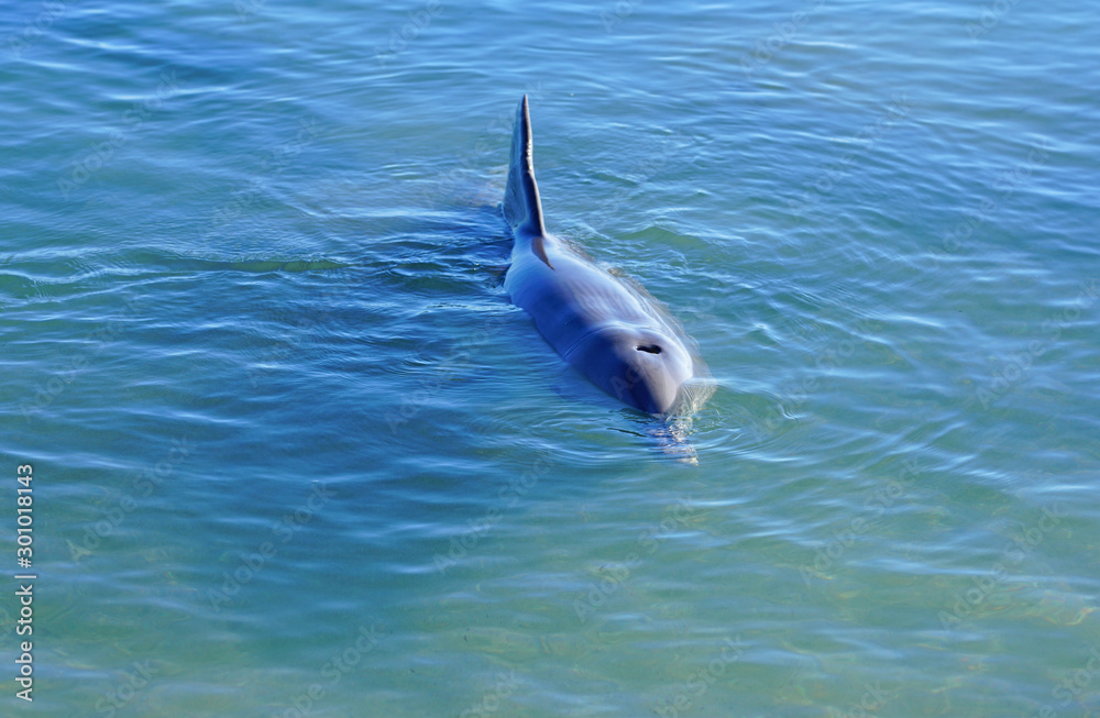 Fototapeta premium A wild dolphin in the water in Shark Bay, Australia