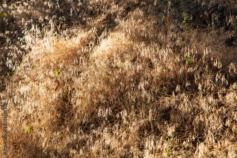 As the desert sun sinks lower in the sky the tall grasses found along Hog Canyon trail in Dinosaur National Monument glisten As the desert sun sinks lower in the sky the tall grasses found along Hog Canyon trail in Dinosaur National Monument glisten