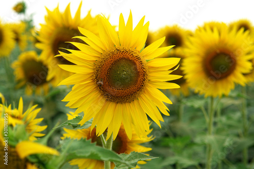 Sunflowers, 'Sunbeam', Helianthus annuus